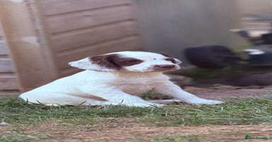 English Springer Spaniel dogs - Advert 3