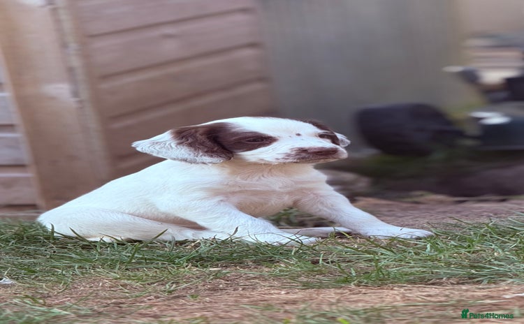 English Springer Spaniel dogs - Advert 3