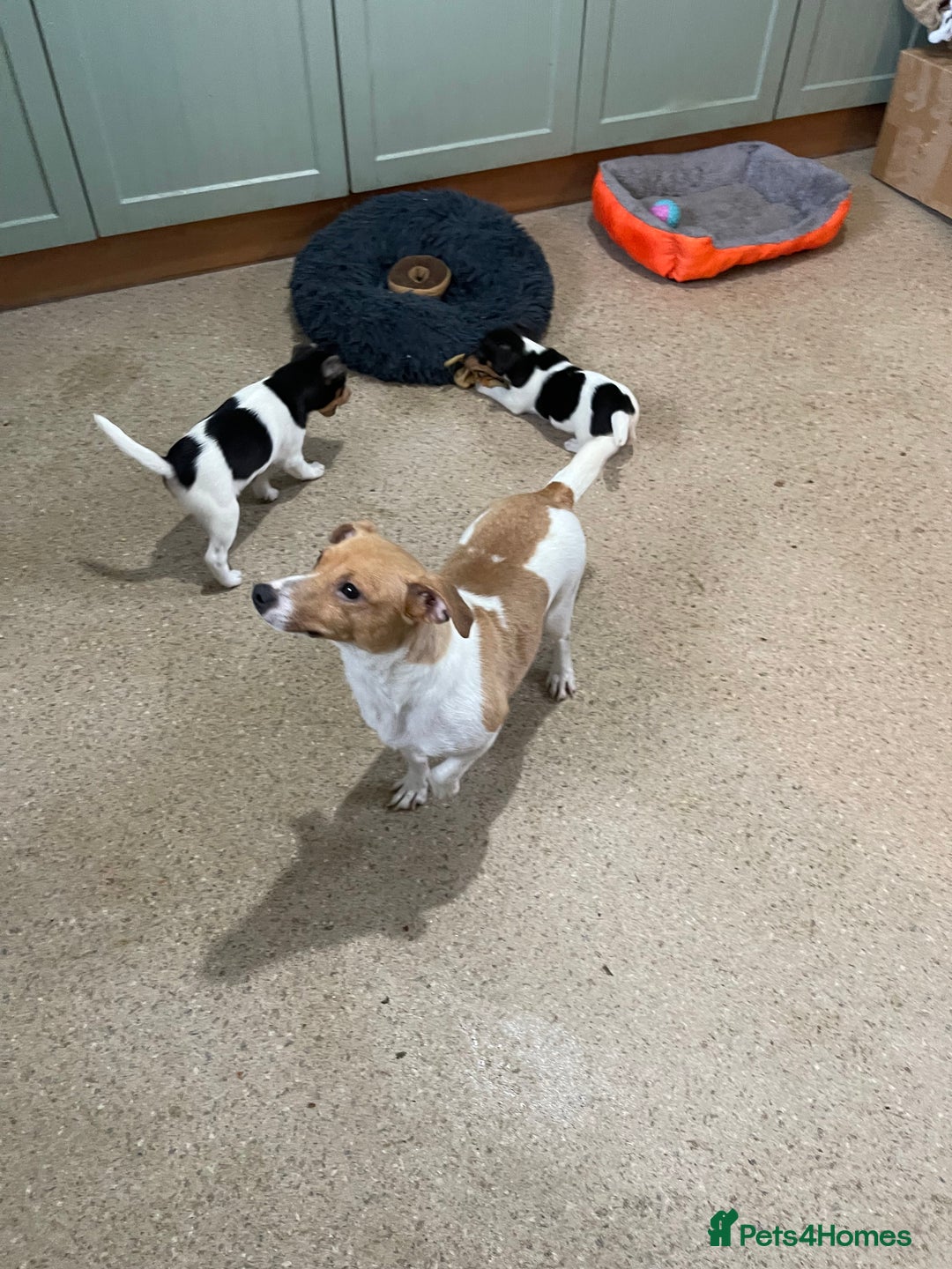 Jack Russell dogs for sale: Jack Russell pups for sale  - Advert 2