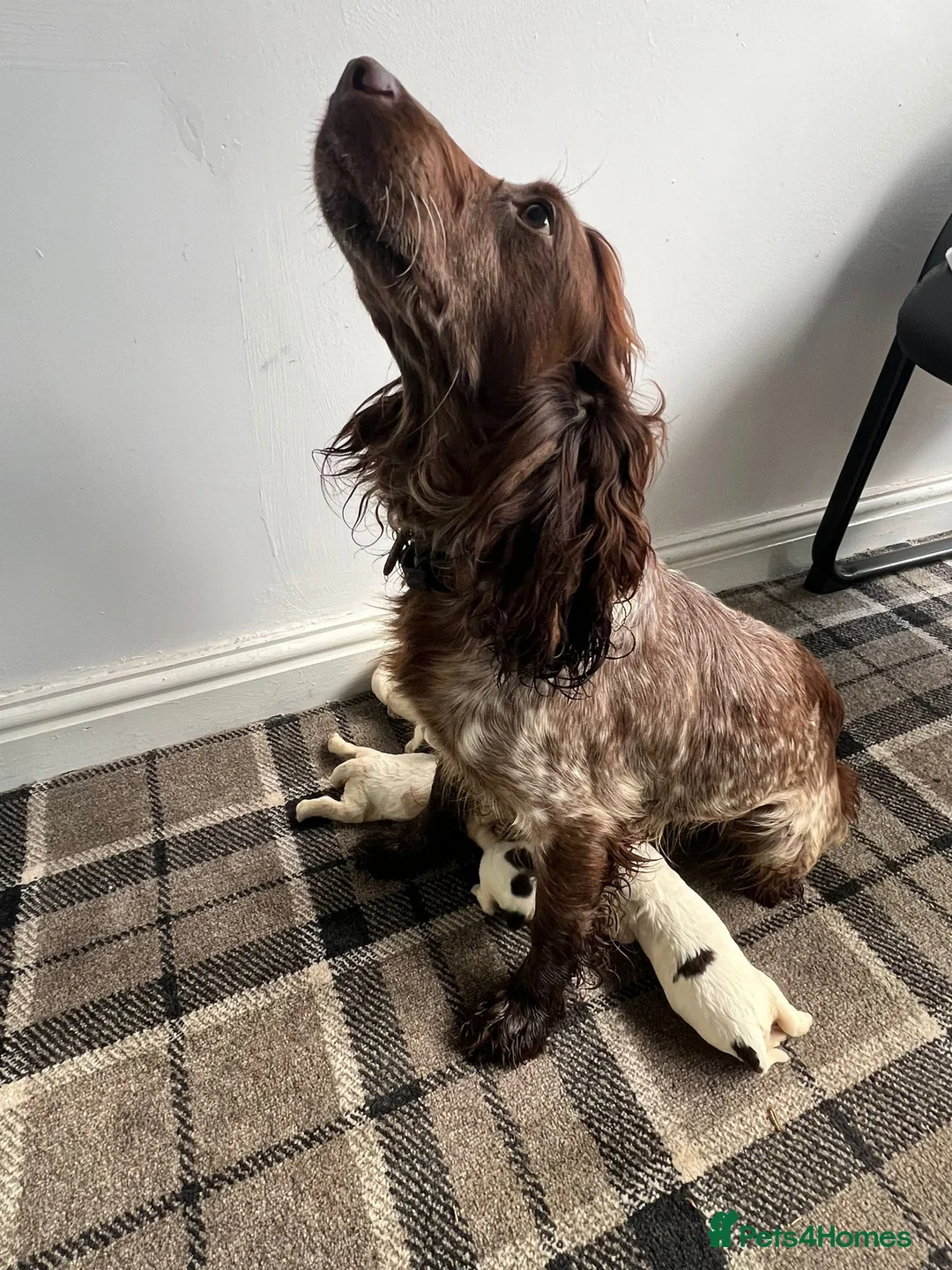 Sprocker dogs for sale: 🐾 Beautiful F2 Sprocker Spaniel Puppies 🐾 in Doncaster - Advert 2