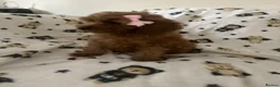 Maltipoo dogs for sale: Fully vaccinated Asian teddy face toy maltpoo🧸 - Advert 19
