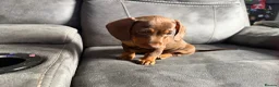 Miniature Dachshund dogs for sale: 3 Mini Daxi Puppies ready to leave - Advert 10
