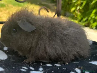 Guinea Pig rodents Guniea pigs - Advert 6