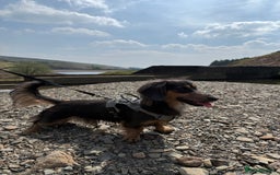 Miniature Dachshund dogs for stud: KC Blue Cream Long Hair Miniature Dachshund Stud  - Image 1