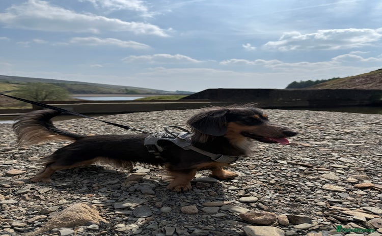 Miniature Dachshund dogs - Advert 2