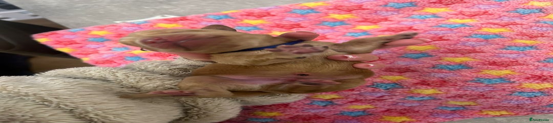 Labrador Retriever Puppy 1