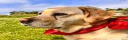 Labrador Retriever dogs for sale: Fabulous blonde Labrador puppies  - Advert 35