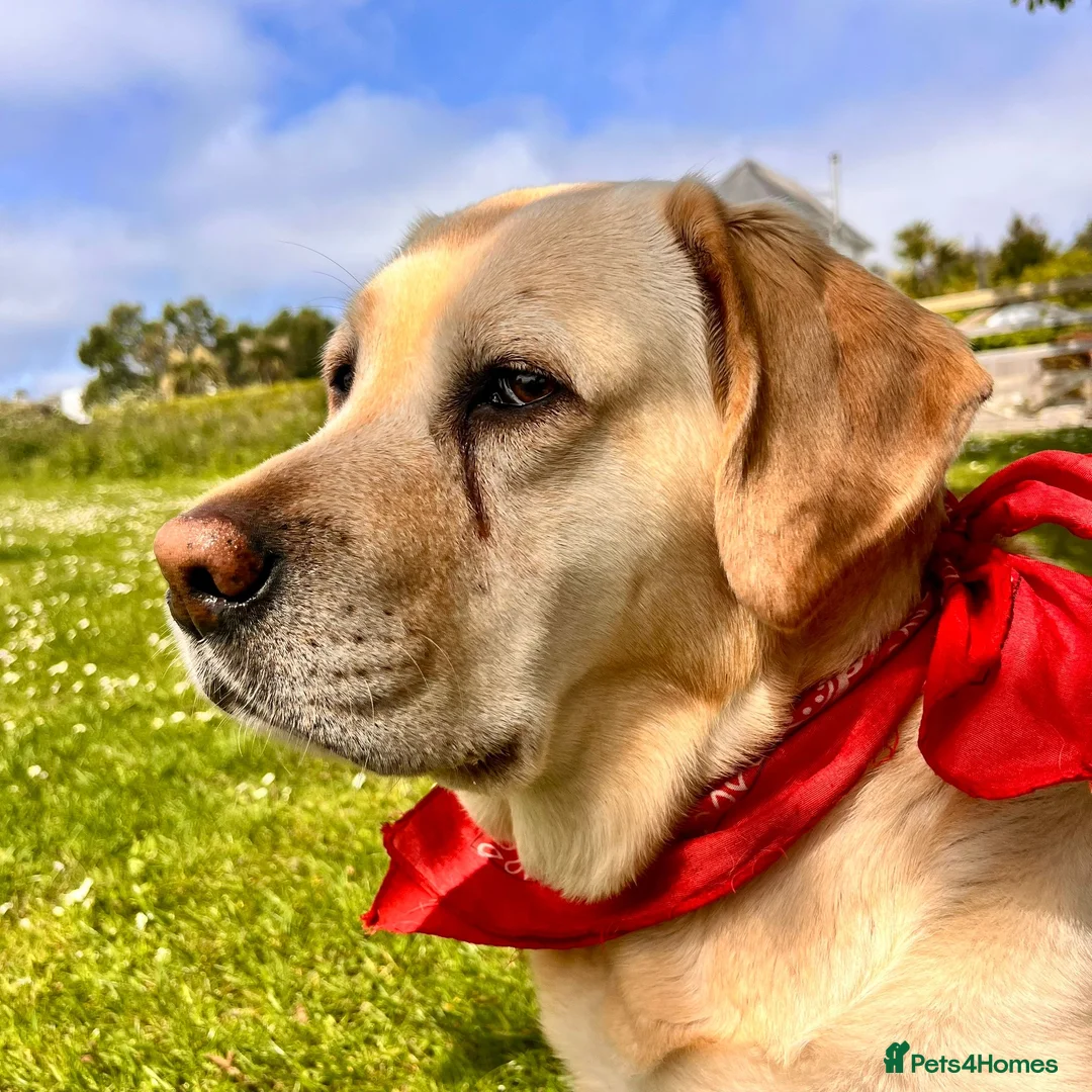 Labrador Retriever dogs for sale: Fabulous blonde Labrador puppies  - Advert 35
