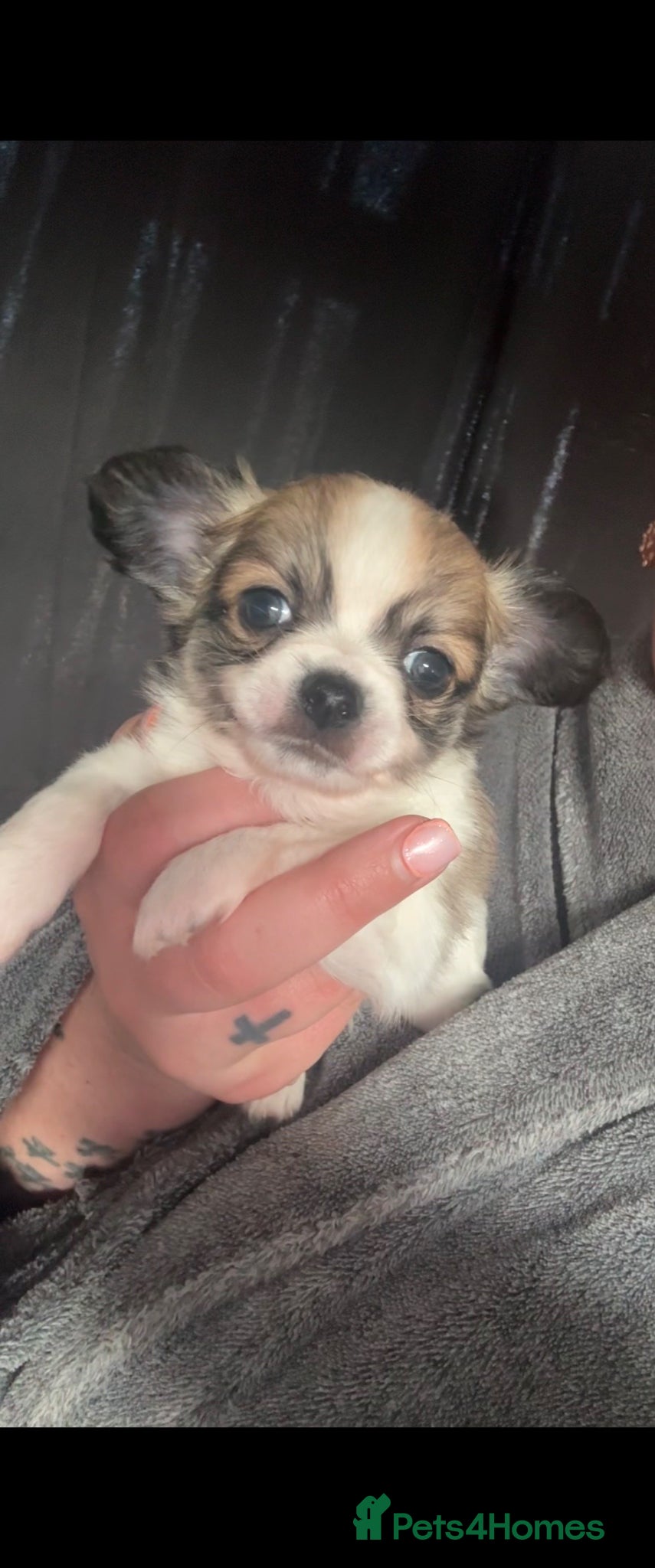 Chihuahua dogs 2 beautiful boy available  - Advert 4