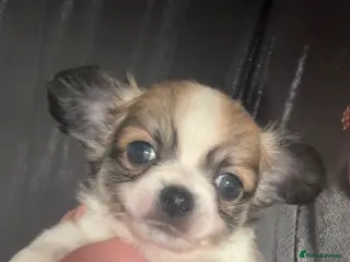 Chihuahua dogs 2 beautiful boy available - Advert 4