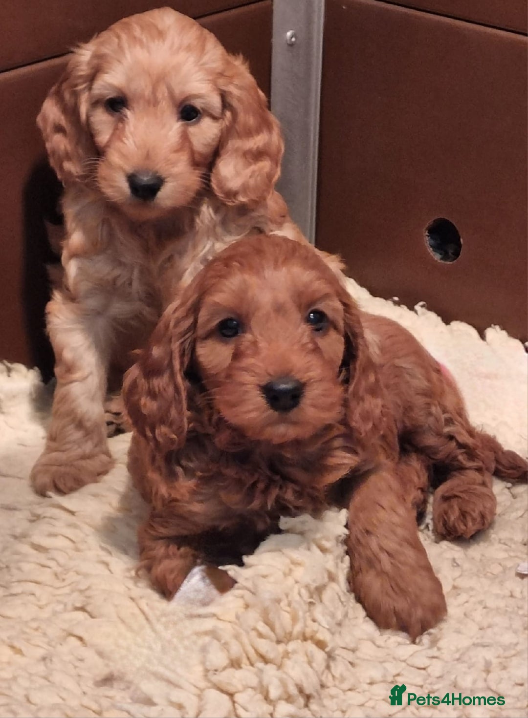 Cockapoo dogs for sale: Cockapoo puppies - Advert 2