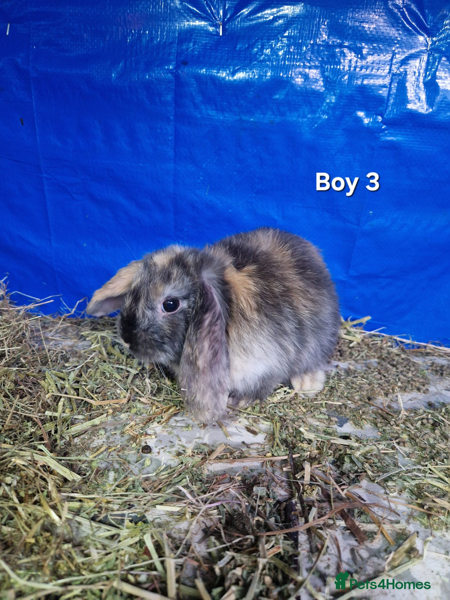 Dwarf Lop rabbits Dwarf Lops Ready now - Advert 11