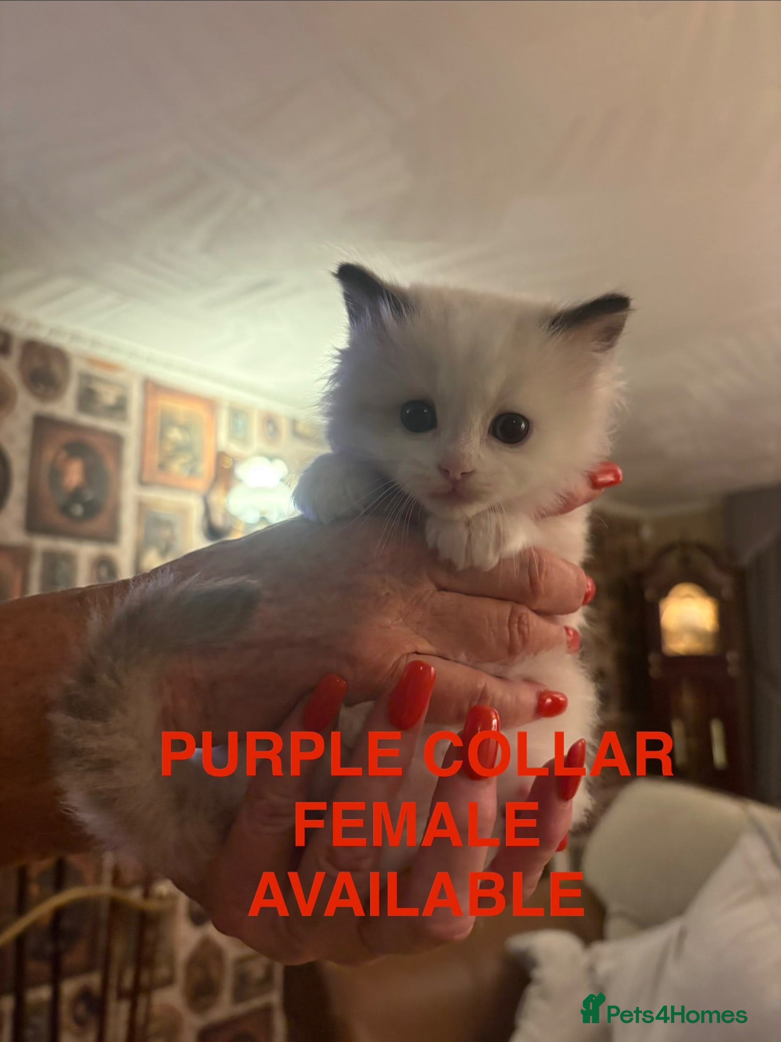 Ragdoll cats 💙 3 Left! Beautiful Ragdoll Kittens for Sale - Advert 2