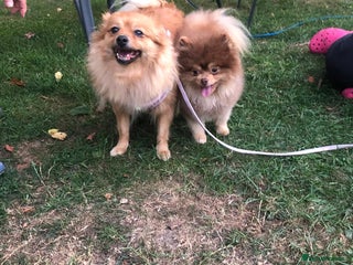 Pomeranian dogs for sale - Advert 1
