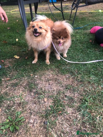 Pomeranian dogs - Advert 3