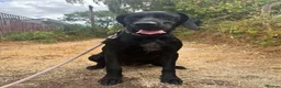 Mixed Breed dogs for sale: Beautiful German Shorthair Pointer x Black Lab in Warwick - Advert 6