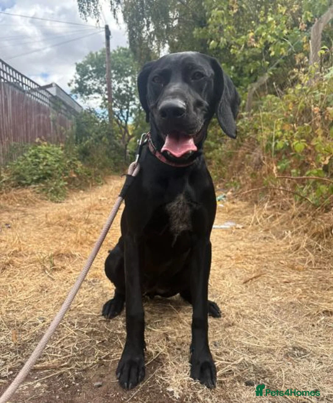 Mixed Breed dogs for sale: Beautiful German Shorthair Pointer x Black Lab in Warwick - Advert 6