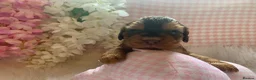 Cocker Spaniel dogs for sale: Show type cocker spaniel puppy’s  - Advert 7