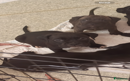 Cane Corso dogs for sale: Puppies ready now  - Image 3