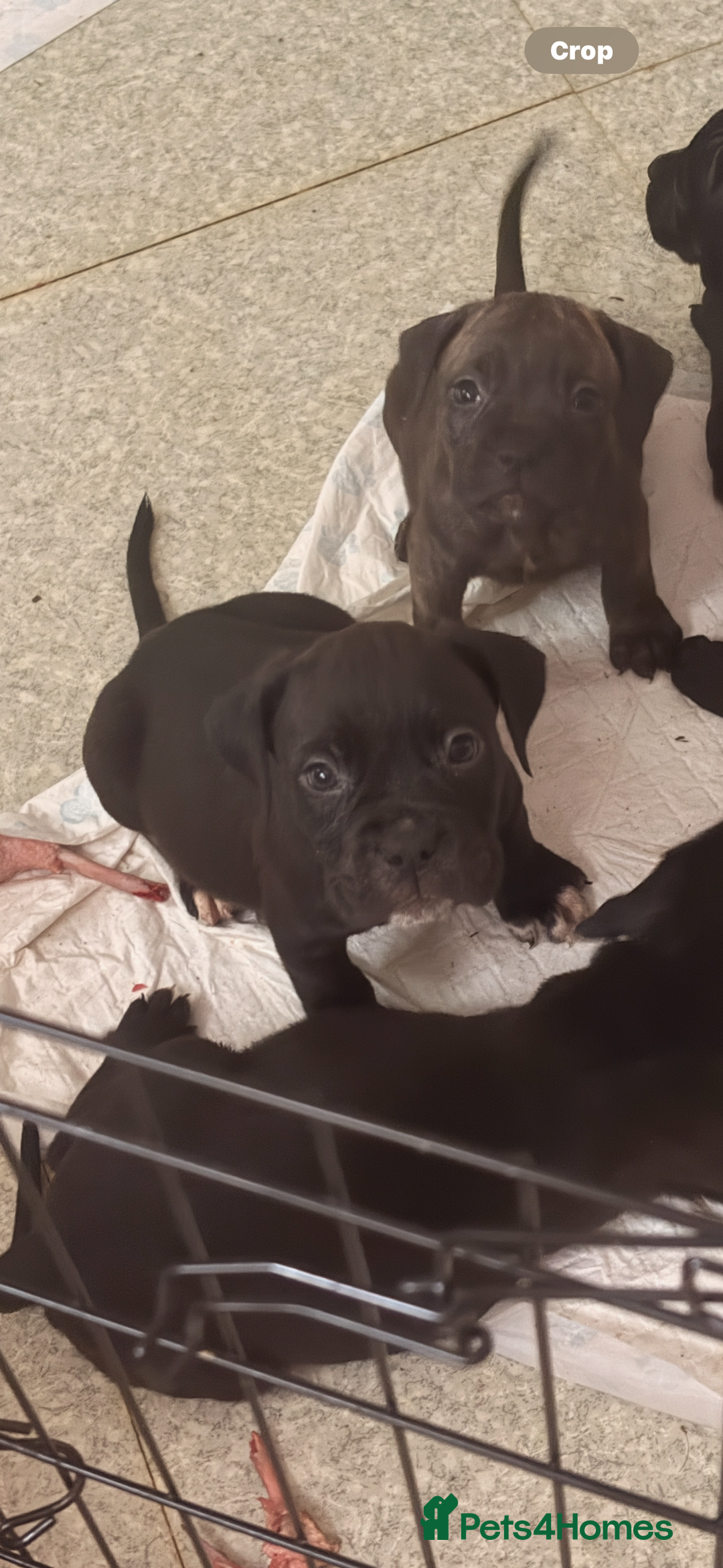 Cane Corso dogs for sale: Puppies ready now  - Image 3