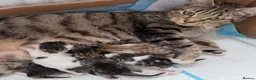 Mixed Breed cats for sale: 4 mixed breed babies - Advert 10