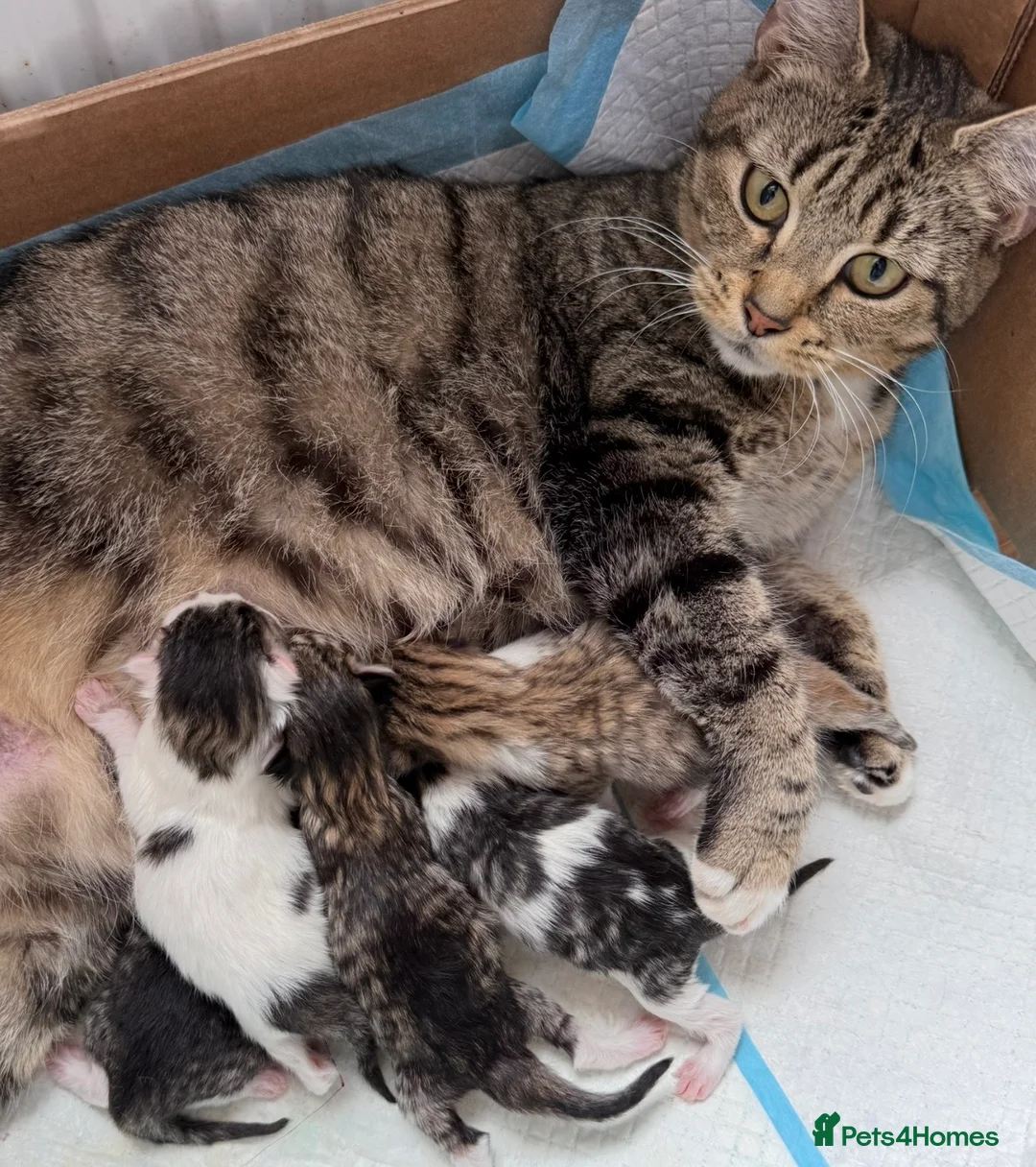 Mixed Breed cats for sale: 4 mixed breed babies - Advert 10