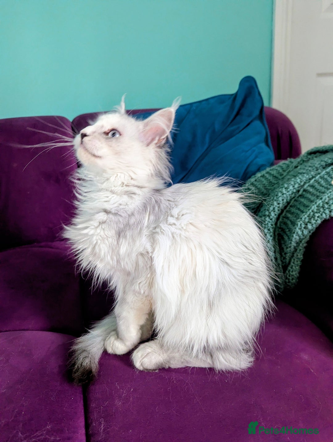 Maine Coon cats for sale: Beautiful Pedigree Maine Coon kittens  - Advert 10