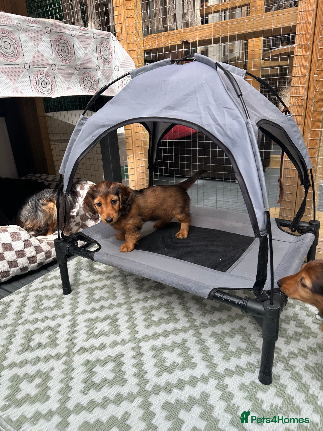 Dachshund dogs for sale: KC Registered Quality Mini Dachshunds long hair  - Image 32