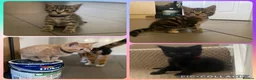 Mixed Breed cats for sale: Beautiful characterful kittens for sale. - Advert 1