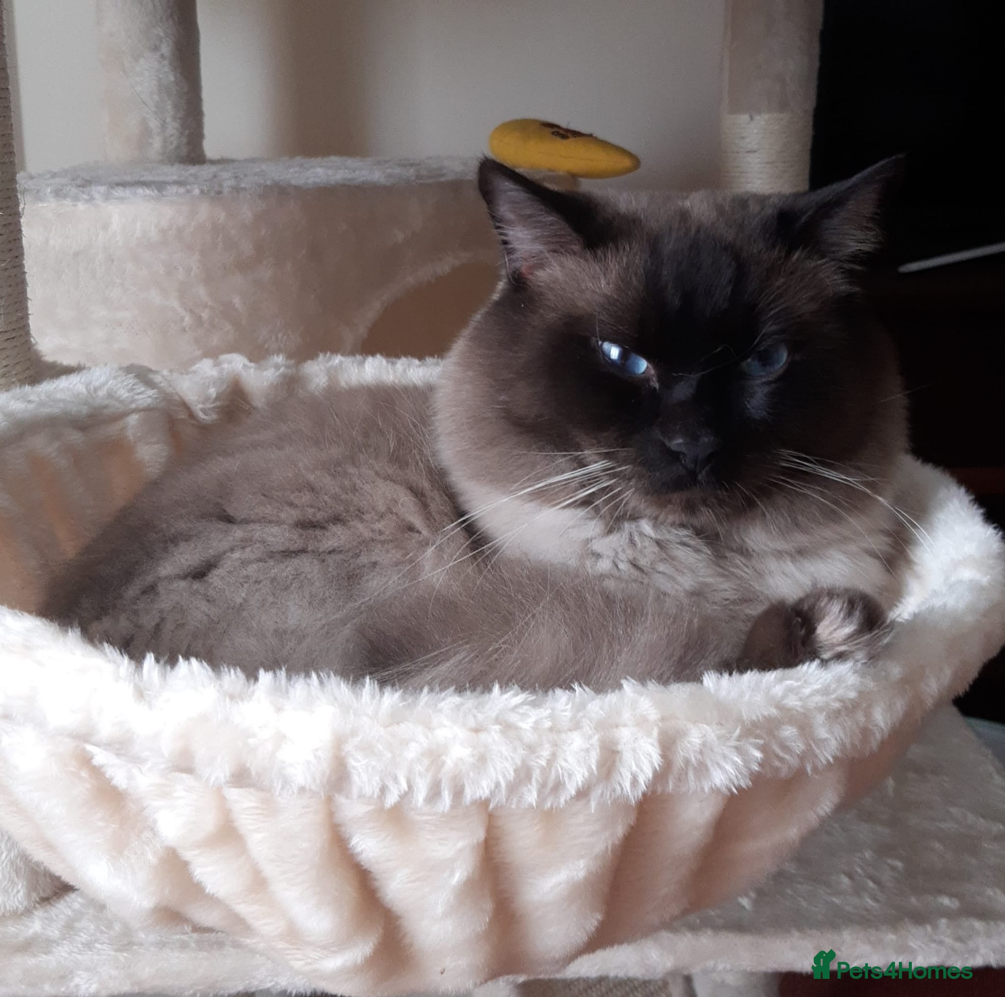 Ragdoll cats for sale: Gentle and loving seal point Ragdoll - Advert 1
