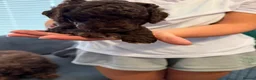 Cockapoo dogs for sale: 🤎 Chocolate Cockapoo’s 🤎 Health Tested 🤎 - Advert 26