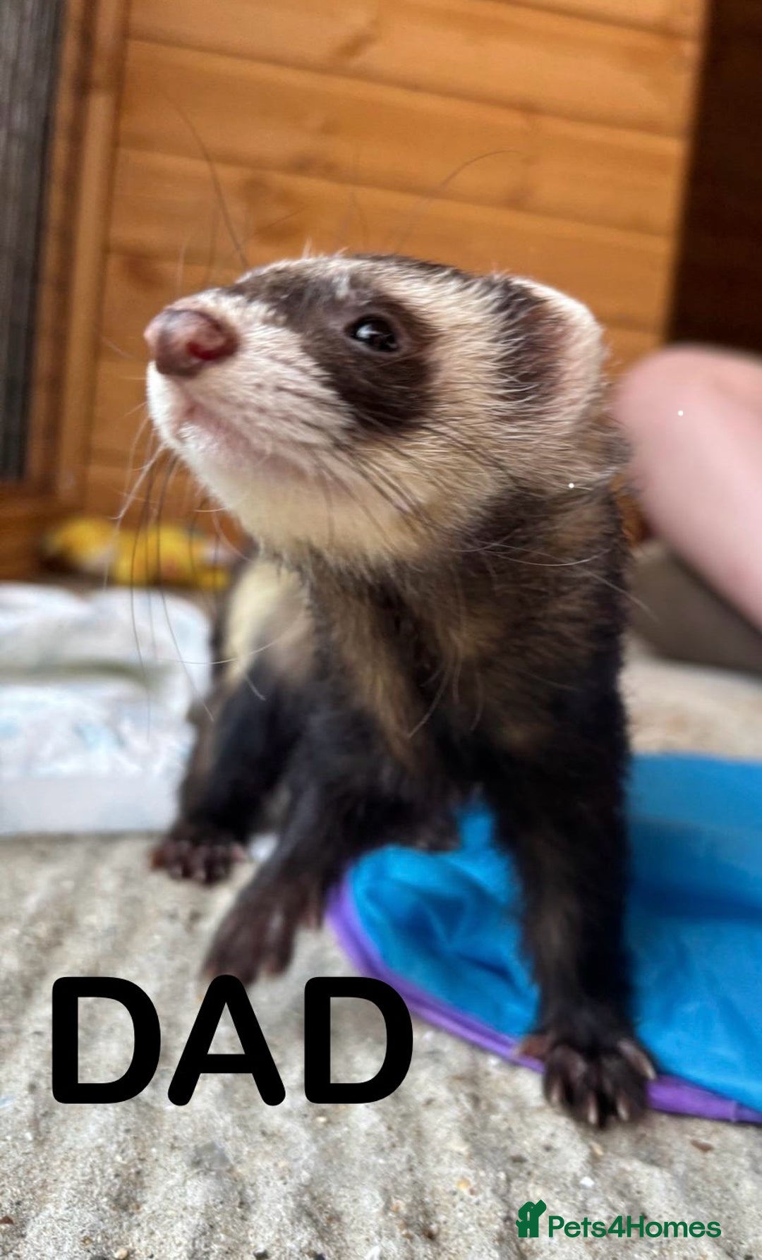 Ferret rodents for sale: ferret kits (1 girl left) - Image 8