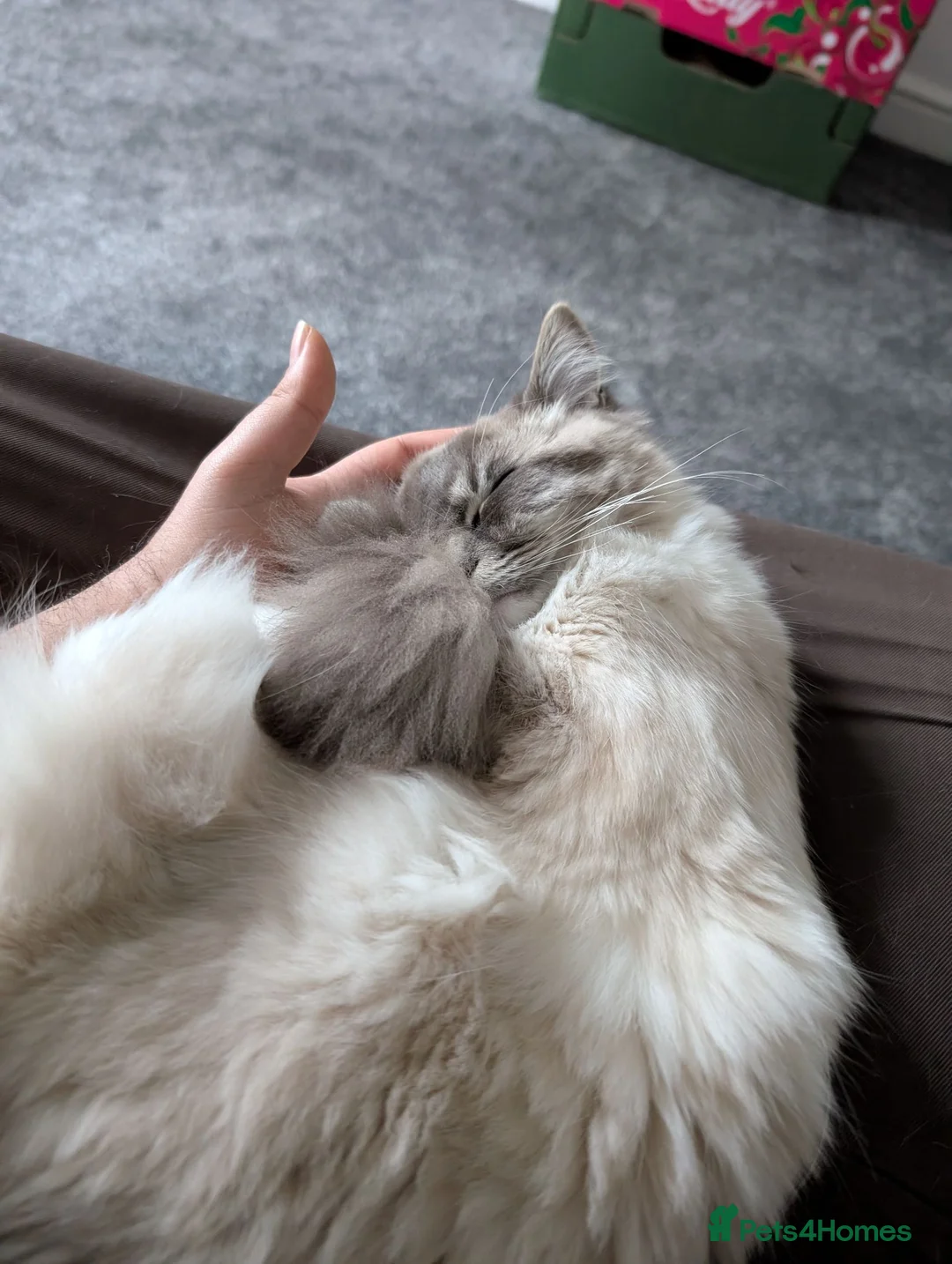 Ragdoll cats for sale: Indoor Ragdoll Cat  - Advert 2