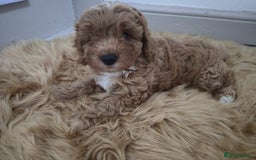 Cockapoo dogs for sale: Beautiful cockapoo puppies - Image 1