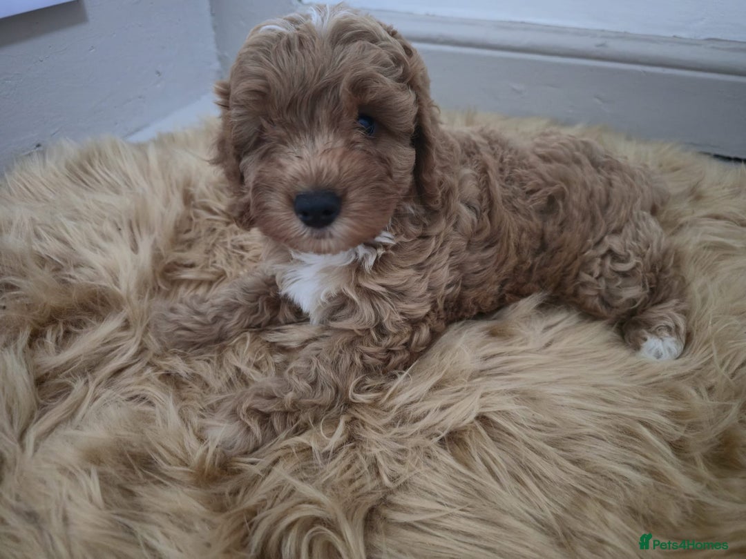 Cockapoo dogs for sale: Beautiful cockapoo puppies - Image 1