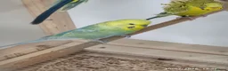 Budgerigars birds for sale: Budgies in London  - Advert 11