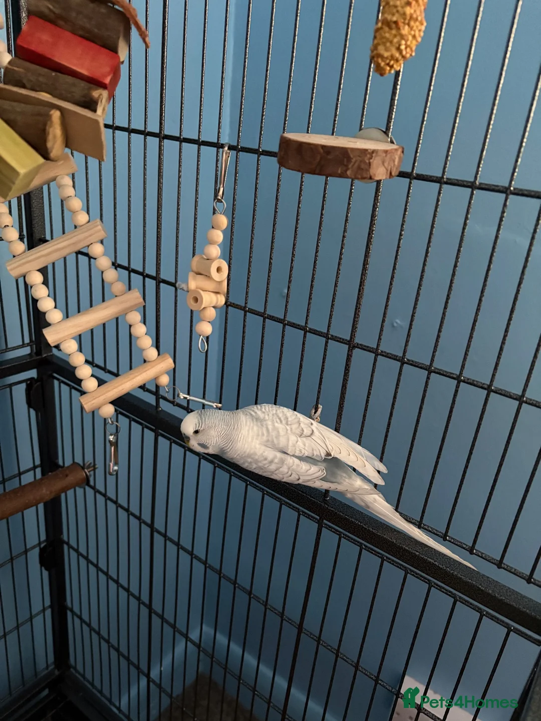 Budgerigars birds for sale: Blue and white budgie  - Advert 4