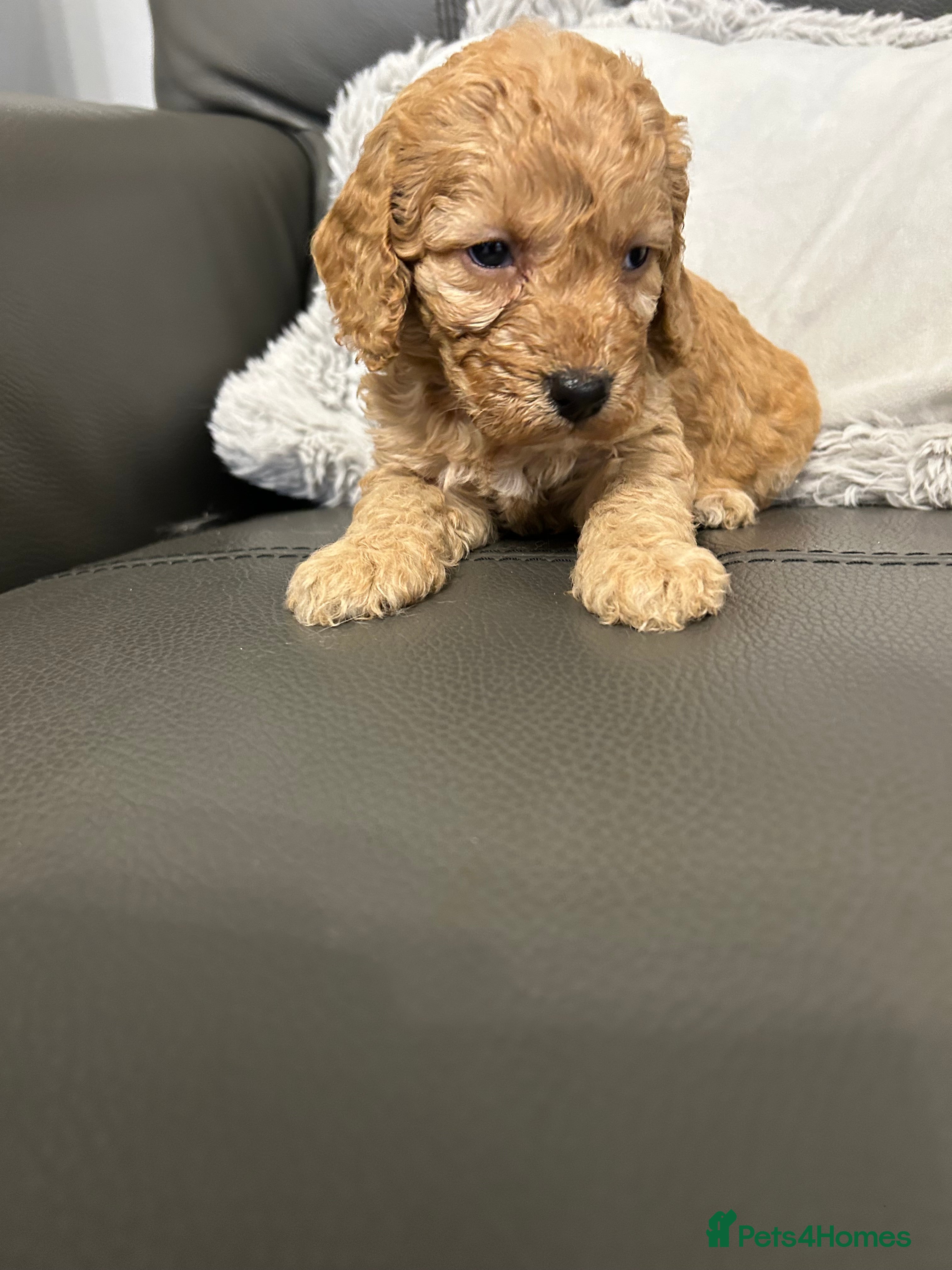 Cockapoo dogs F1 fox red and apricot DNA clear cockapoo puppies  - Advert 11