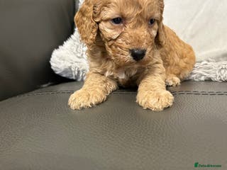 Cockapoo dogs F1 fox red and apricot DNA clear cockapoo puppies - Advert 3