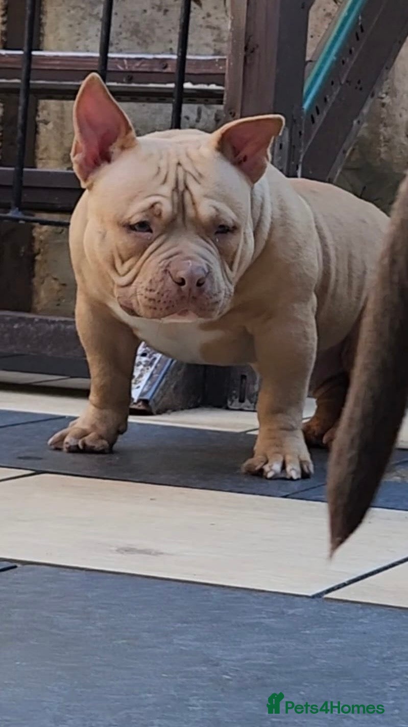 American Bully dogs American Bully Pocket Male  - Advert 1