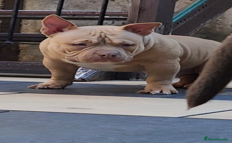 American Bully dogs American Bully Pocket Extreme - Advert 13