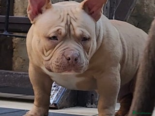 American Bully dogs American Bully Pocket Extreme - Advert 17