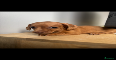 Miniature Dachshund dogs - Advert 16