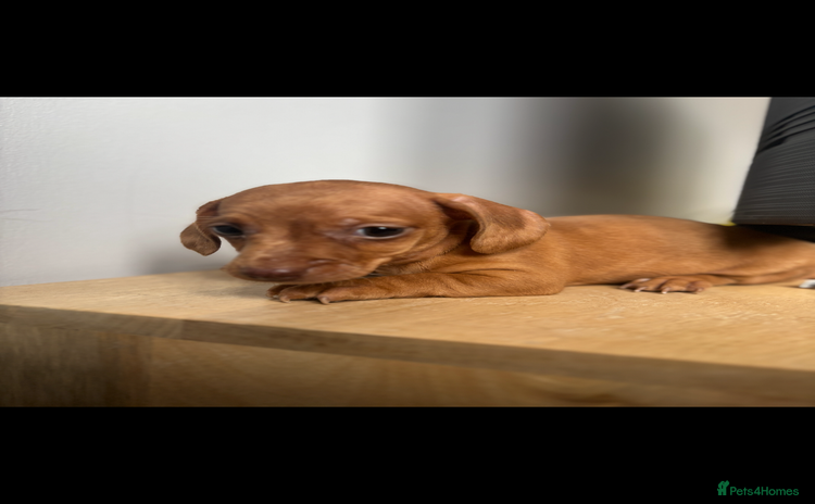 Miniature Dachshund dogs - Advert 4