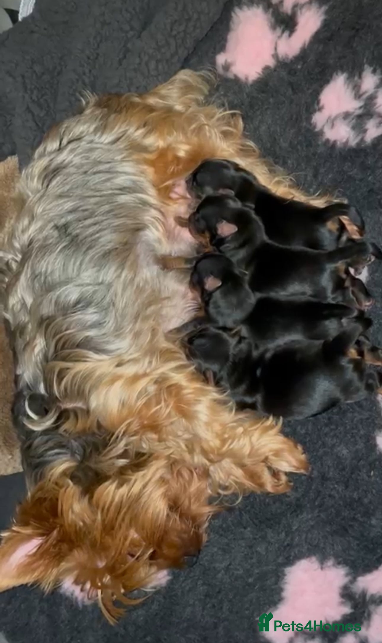 Yorkshire Terrier dogs Yorkshire Terrier Boys~Harry, Ron, Fred & George  - Advert 10