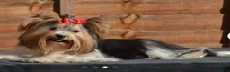 Biewer Terrier dogs for sale: Biewer terrier puppy  - Advert 6