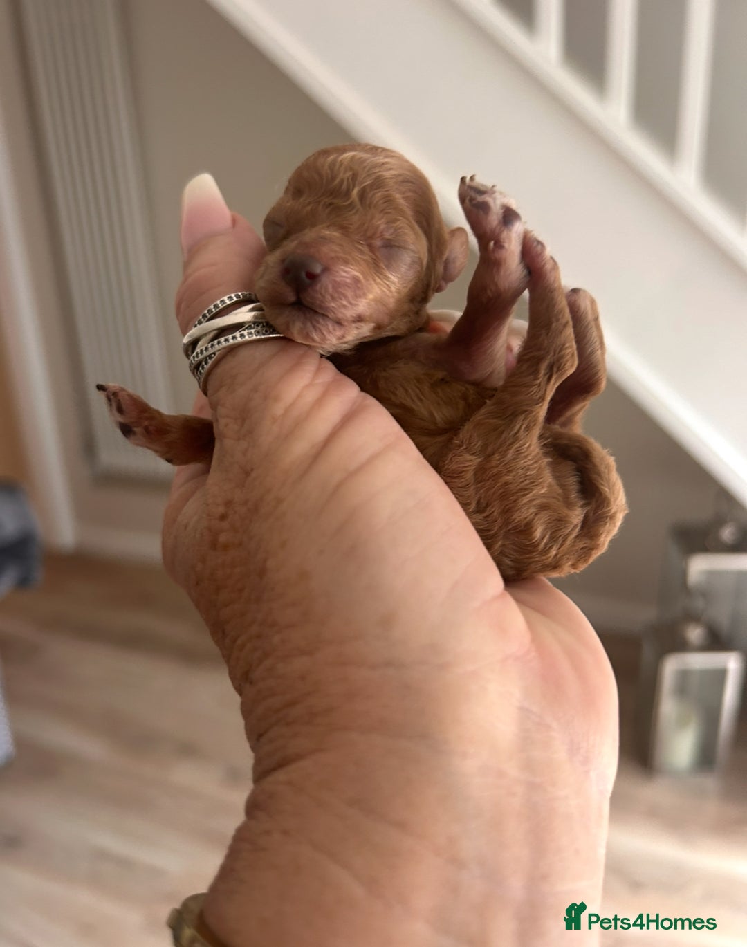 Maltipoo dogs for sale: Red teeny tiny maltipoo puppy - Advert 1