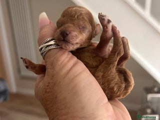 Maltipoo dogs Red teeny tiny maltipoo puppy - Advert 1