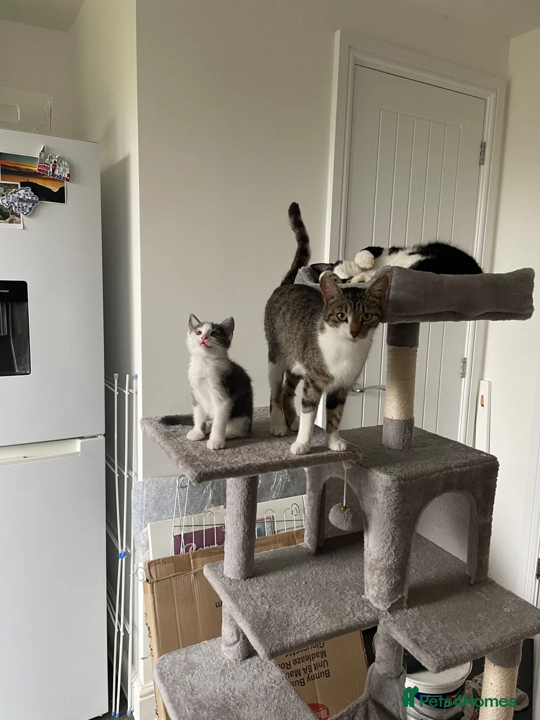 Mixed Breed cats for sale: Beautiful kitten  - Advert 4