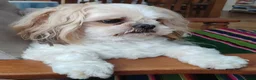 Shih Tzu dogs for stud: Handsome Shih Tzu available for stud - Advert 1